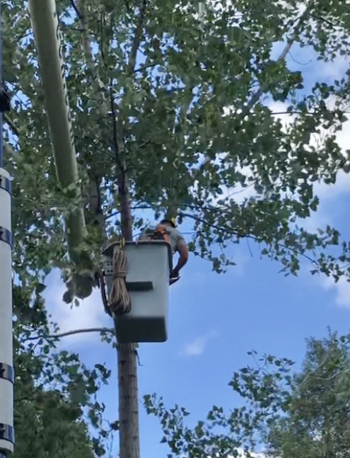 ArborTech Tree Services, LLC gallery 6