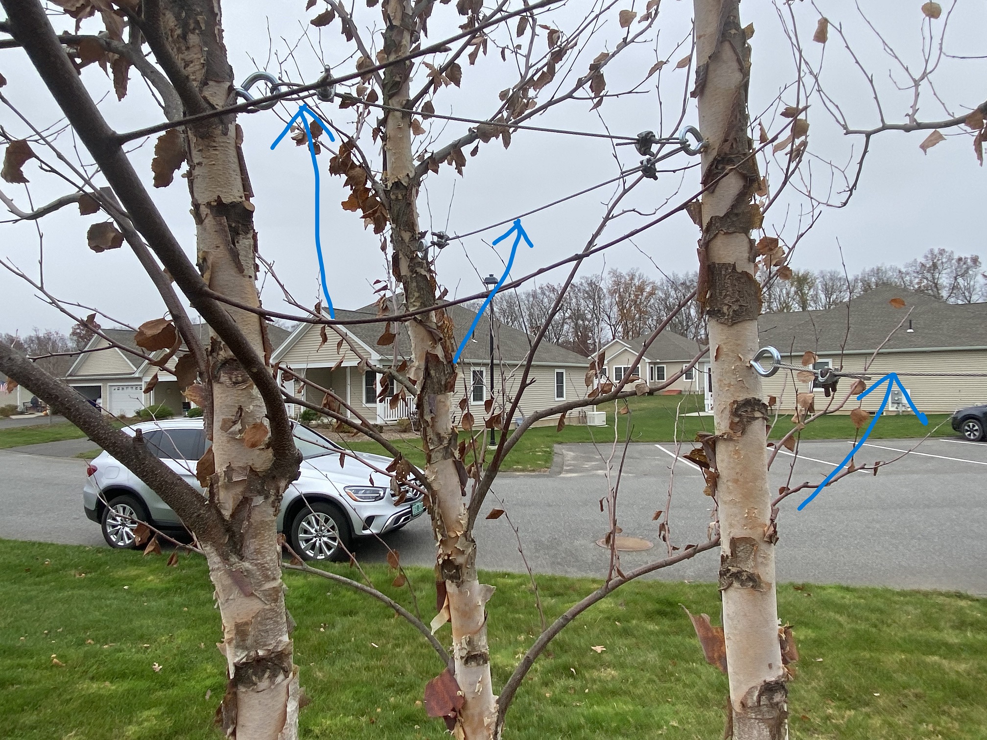 Tree Services Longmeadow MA - ArborTech Tree Services