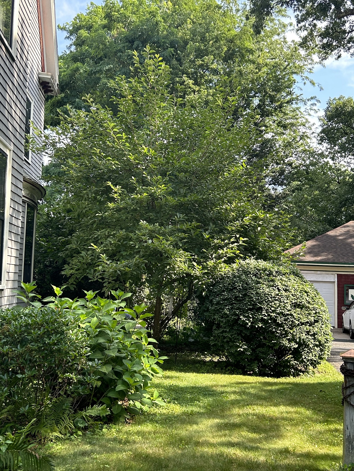 Tree Services Chicopee MA ArborTech Tree Services