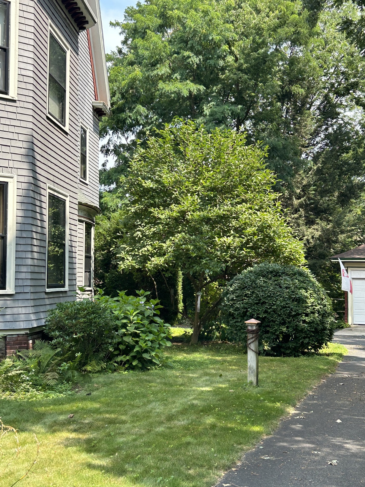Tree Services Chicopee MA ArborTech Tree Services